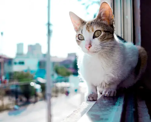 Rosinvet, Peter. Rosin, Tierarzt Fenstersturz Katze