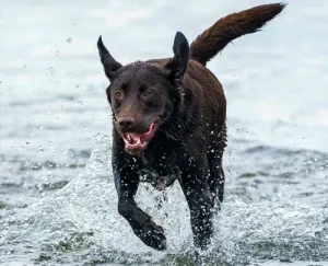 Rosinvet, Peter. Rosin, Tierarzt - Schmerzen beim Hund