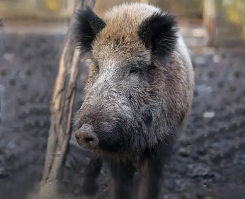 Rosinvet, Peter. Rosin, Tierarzt - Wildschweinbegegnung