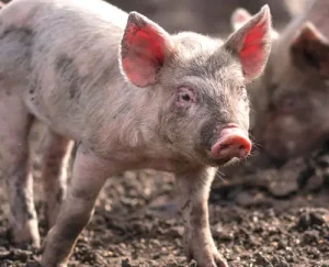 Rosinvet, Peter. Rosin, Tierarzt - Afrikanische Schweinepest – eine Bedrohung für Deutschlands Schweinebestände