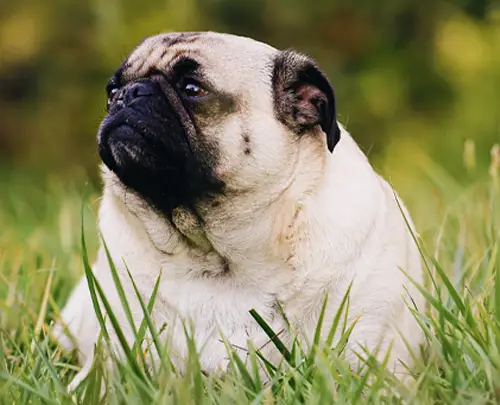 Rosinvet, Peter. Rosin, Tierarzt - Übergewicht beim Hund - Adipositas