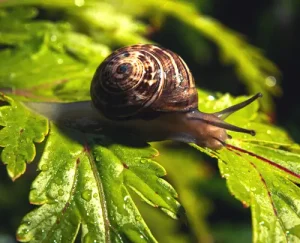 Rosinvet, Peter. Rosin, Tierarzt - Blog - Lungenwürmer