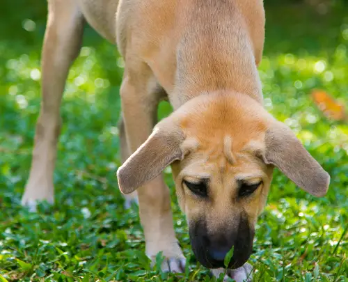 Rosinvet, Peter. Rosin, Tierarzt- Blog - Hunde Gras fressen